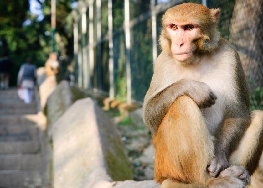 Mister Mangum’s Monkey Hoax Farming’s First Viral Prank Still Echoes